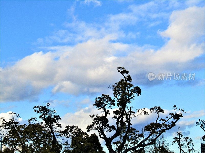 日本。树梢上二月的蓝天。