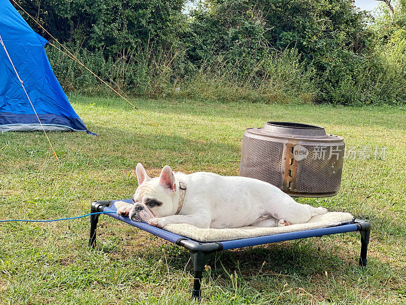 法国斗牛犬在露营帐篷外的狗床上休息，后面是没用过的燃木炉