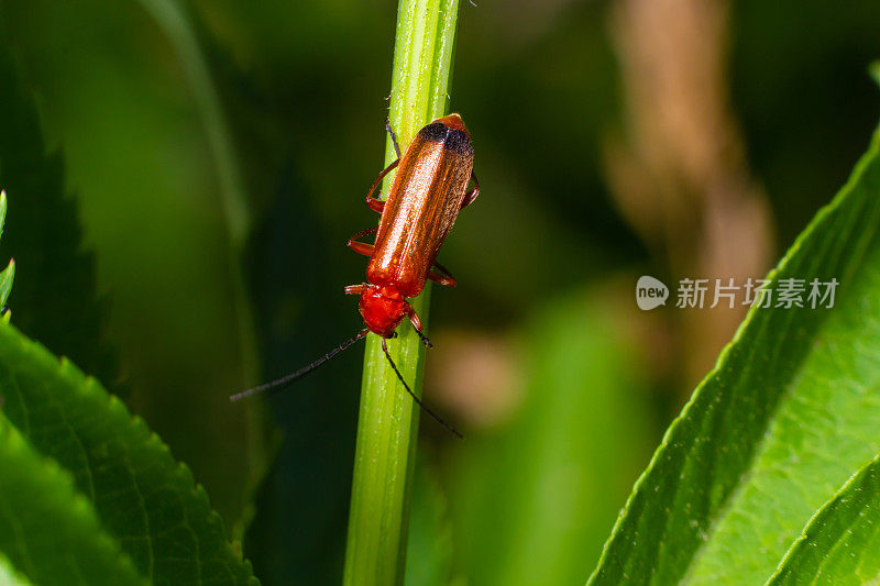 在一片草叶上，常见的红色士兵甲虫。微距拍摄，美丽的模糊背景