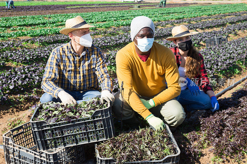 一群戴着面具的农场工人在种植园里与板条箱合影