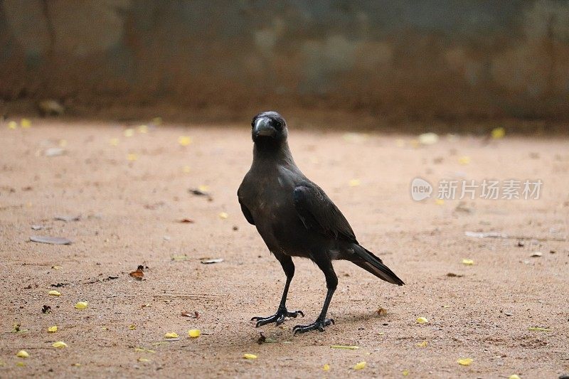 印度动物园里的乌鸦