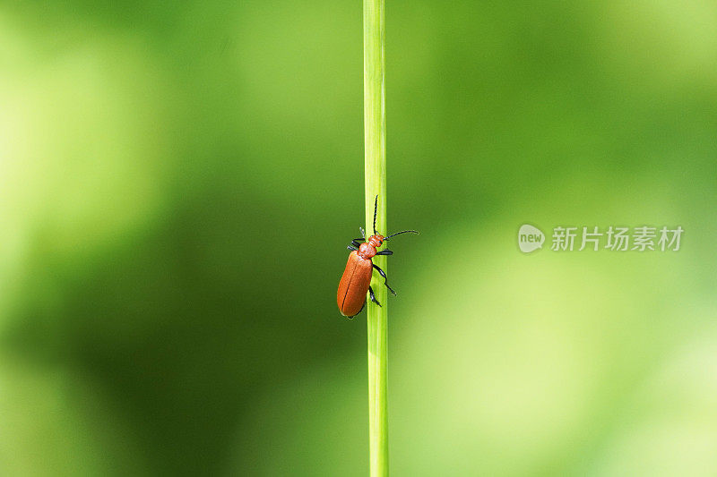 微距镜头下，一只红色的火甲虫站在一片草叶上，背景模糊