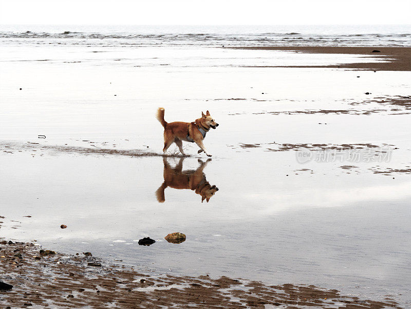狗在老亨斯坦顿海滩荡水