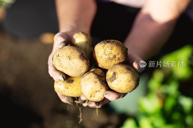 年长妇女的手拿着刚从地里挖出来的土豆