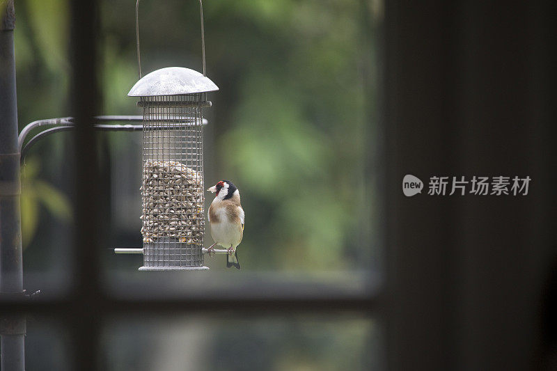 金翅雀在花园喂鸟器中进食