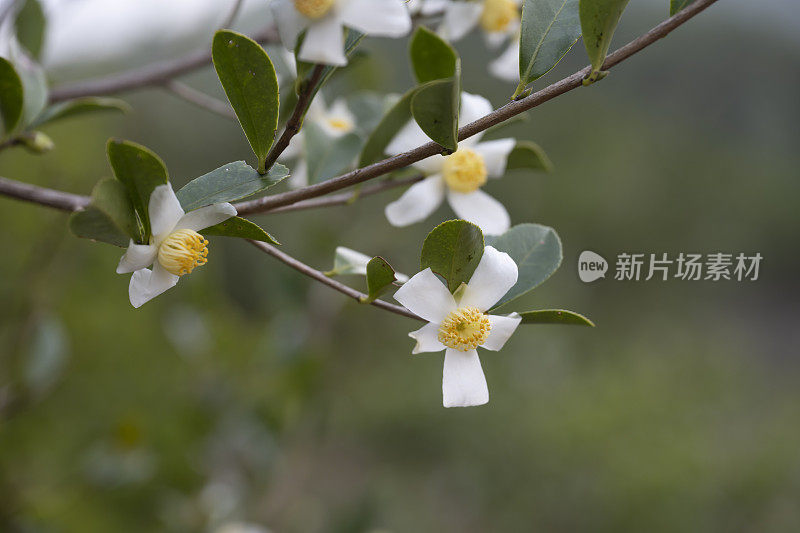 茶树花