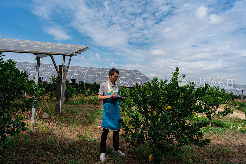 在一个装有太阳能电池板的果园里，男研究员正在观察橘子