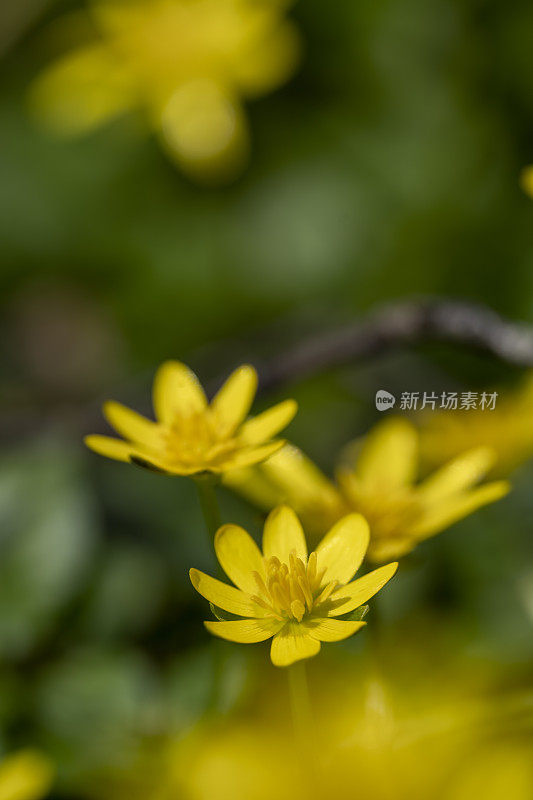 林地里的黄色春花