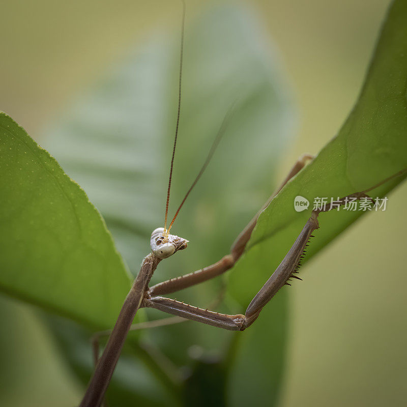 竹节虫(phasmatoia)