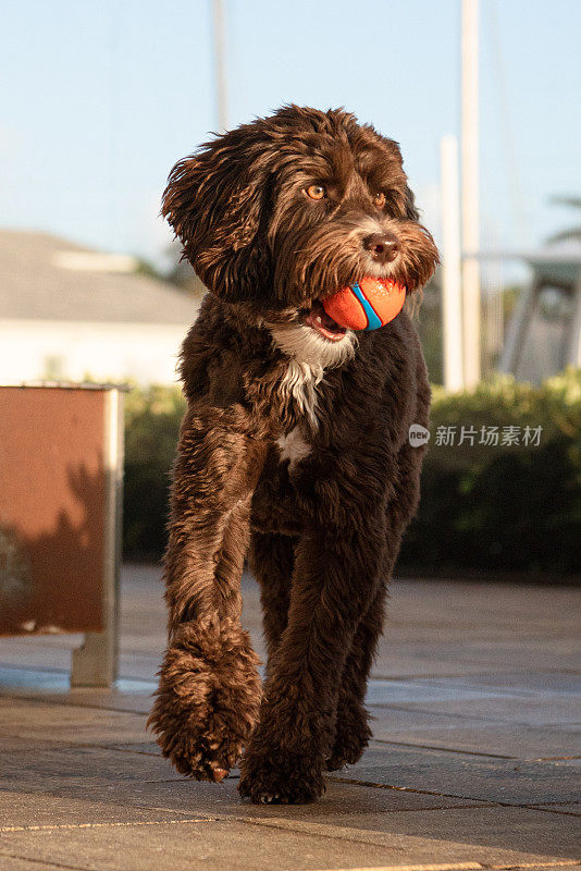 澳大利亚拉布拉多犬，嘴上有球