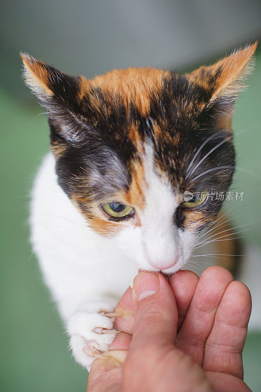 猫喂食