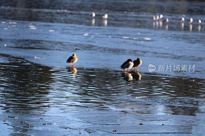 近距离拍摄的鸟类在太阳下休息在一个冻结的低水位