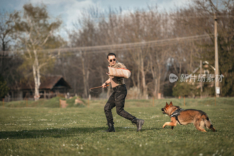 德国牧羊犬好斗的狗训练服从