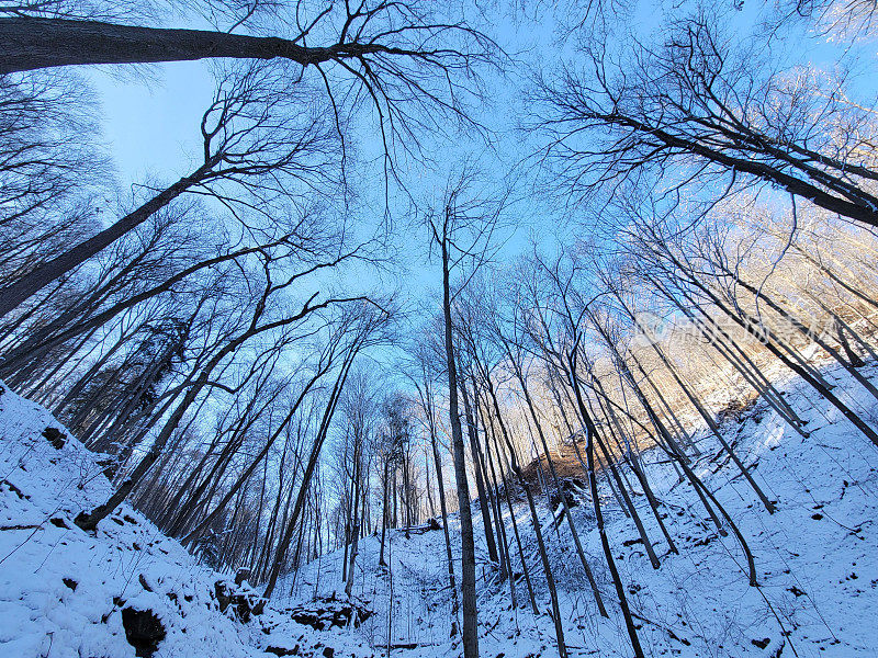 冬天在加拿大尼亚加拉瀑布附近的漩涡小径上的树顶