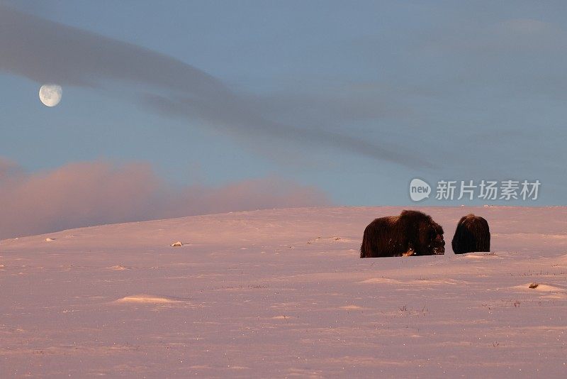 在挪威的Dovrefjell-Sunndalsfjella国家公园，晨曦中和月亮中的麝牛