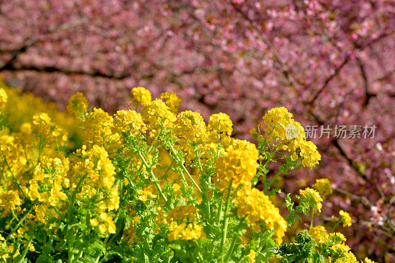 油菜花与樱花的背景