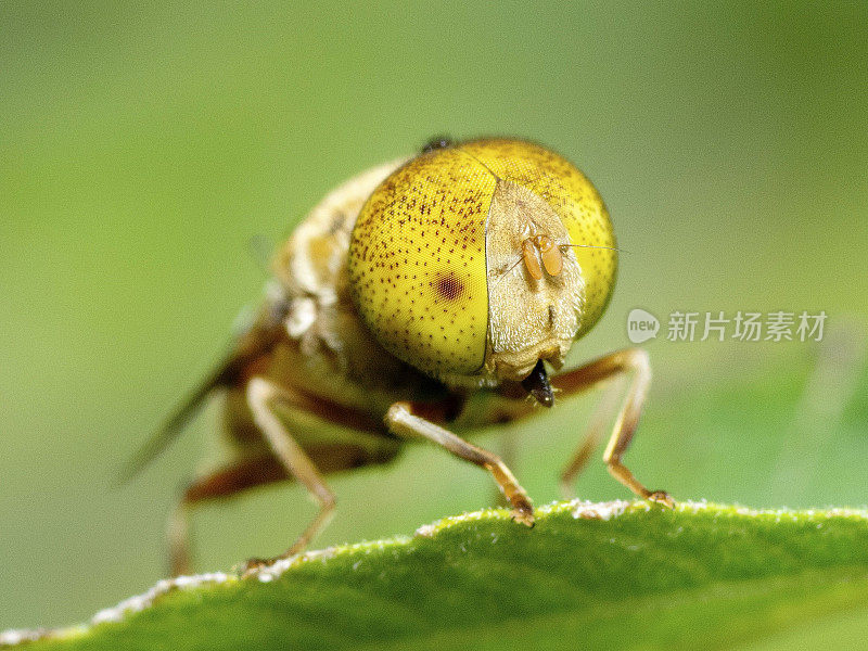 封闭苍蝇昆虫动物行为。