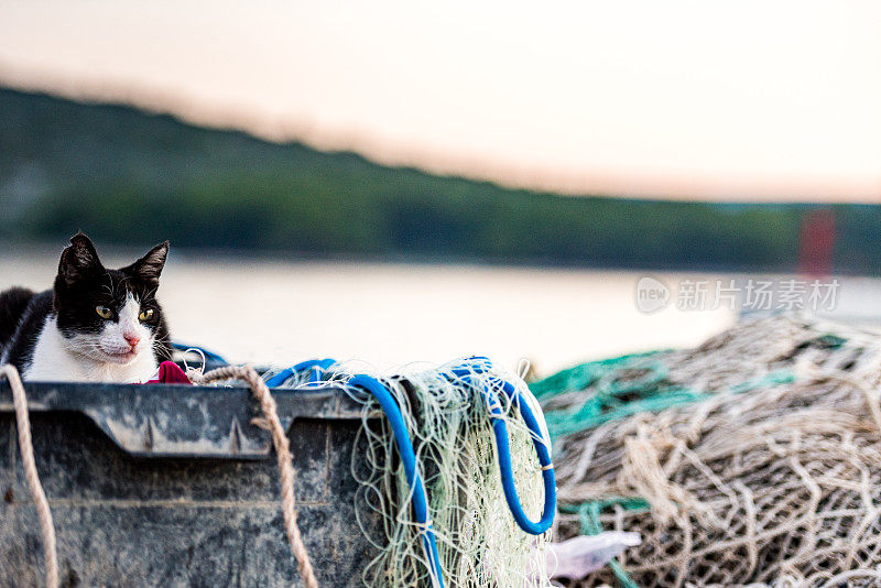 日落时的猫在渔网上休息，等待渔夫，地中海海岸