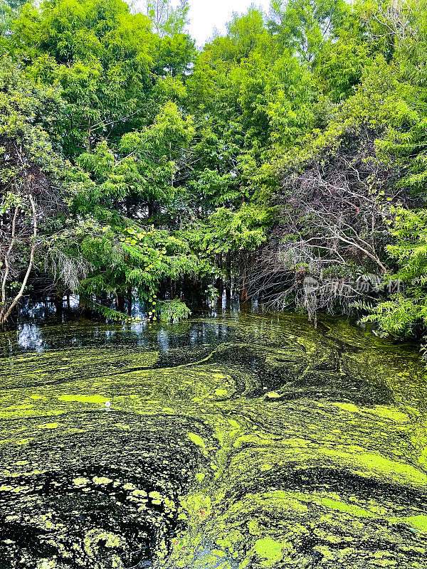 生长在佛罗里达沼泽中的海藻
