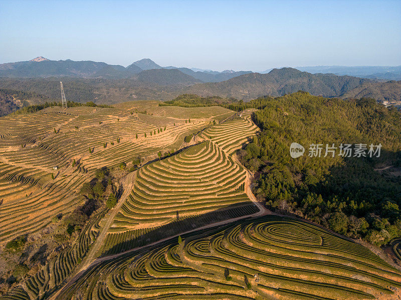 阳光明媚的一天，茶园梯田的鸟瞰图