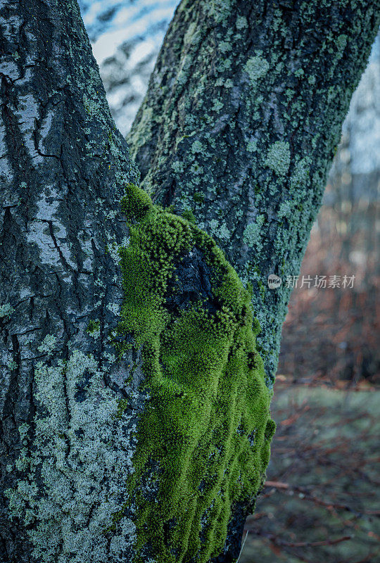 树干上的绿色苔藓。