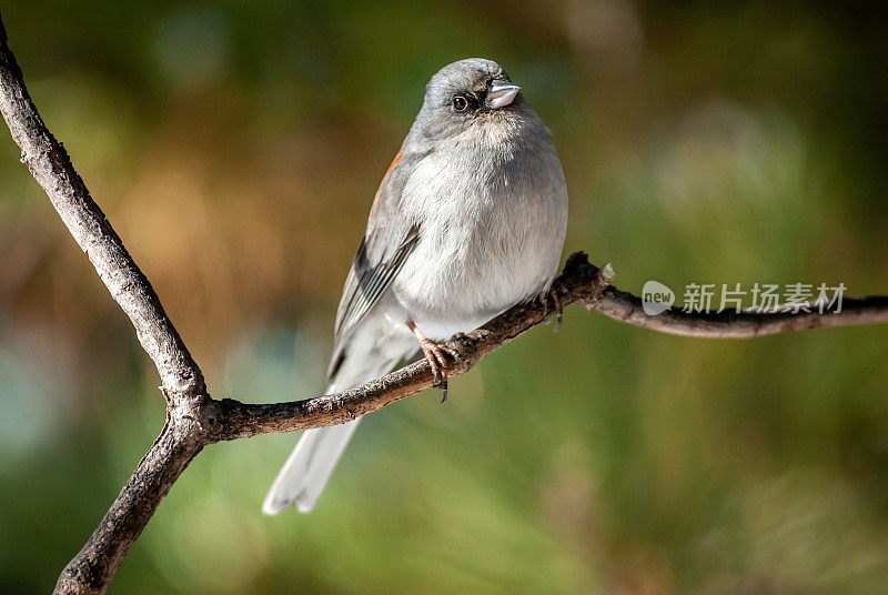 黑眼Junco