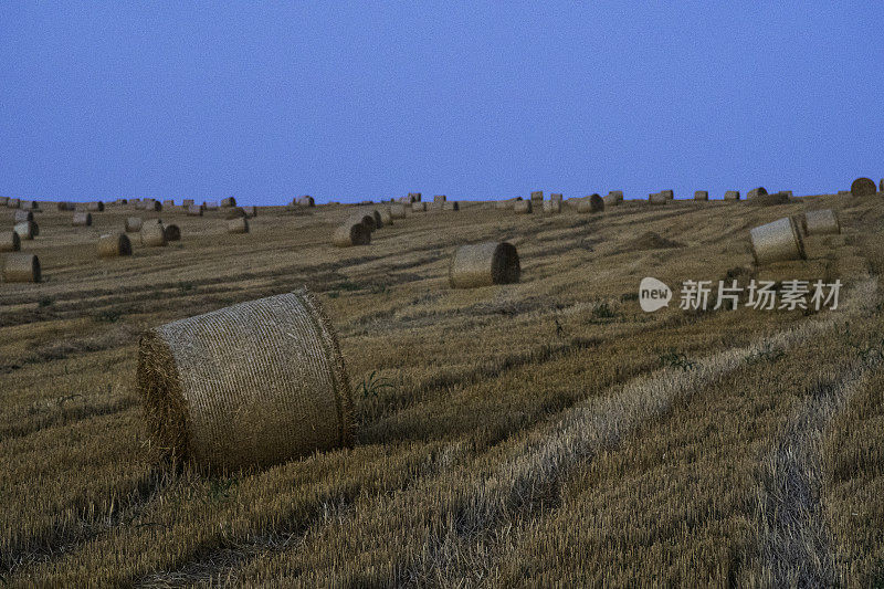 日落时分，在残茬地里卷起干草。农业。