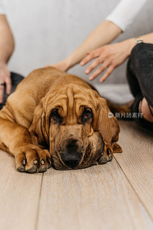 小猎犬躺在地板上，享受着被爱抚的感觉