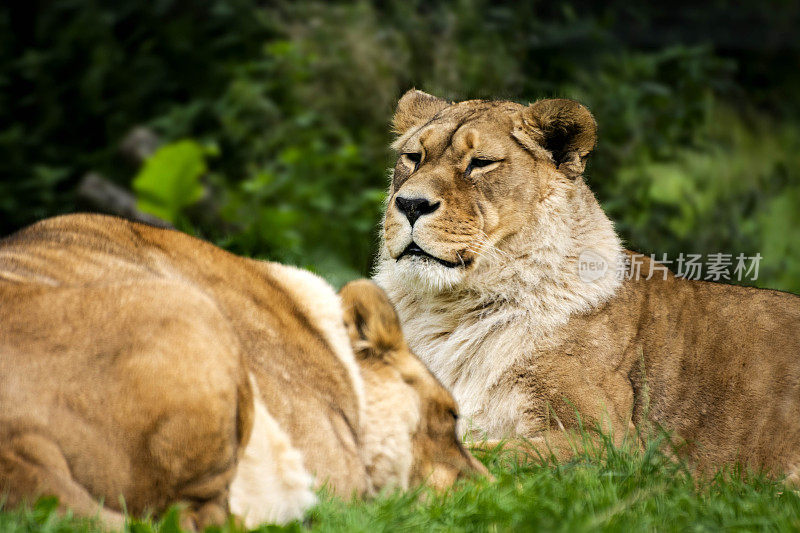 母狮和狮子在草地上休息-资料照片
