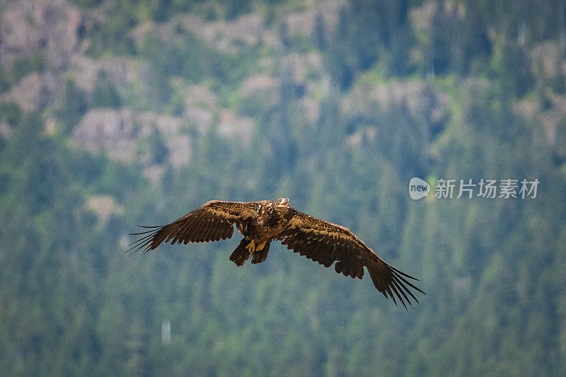 飞鹰即将飞