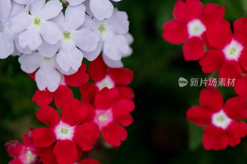 红色和紫色的花朵花园背景