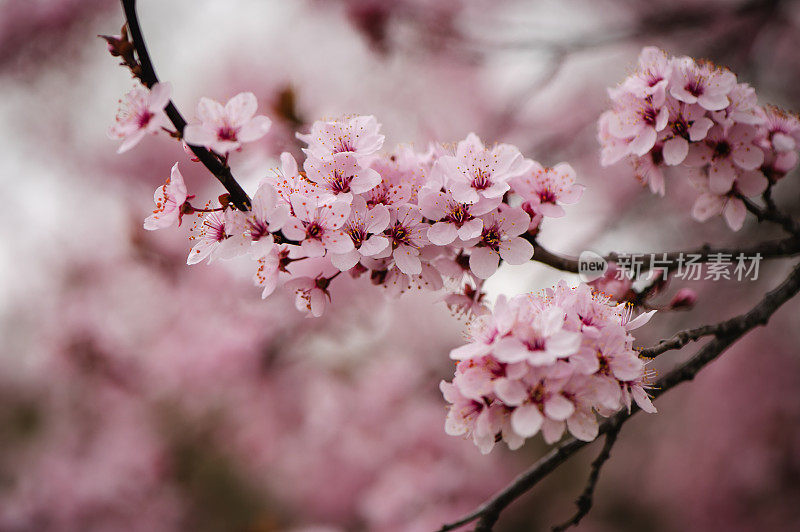 春粉花开