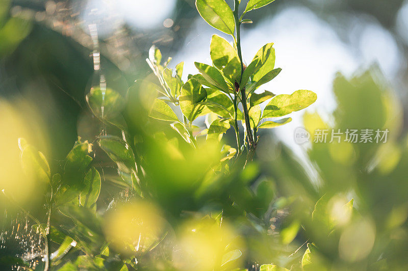 自然绿色和黄色背景树与散景树叶与阳光