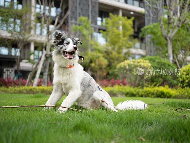 牧羊犬在草地上玩耍