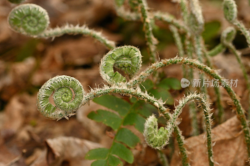 蕨类植物展开