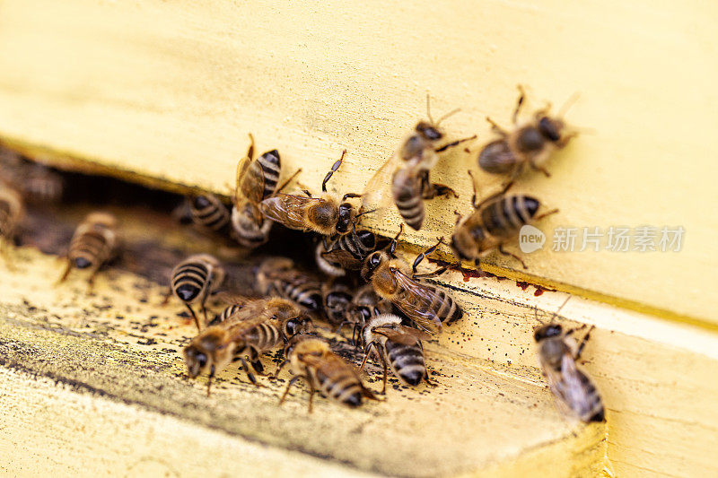 蜜蜂在蜂房入口处聚集