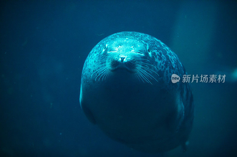 可爱的海豹在动物园水族馆游泳