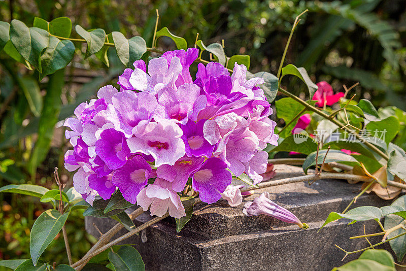 公园里茂盛的花