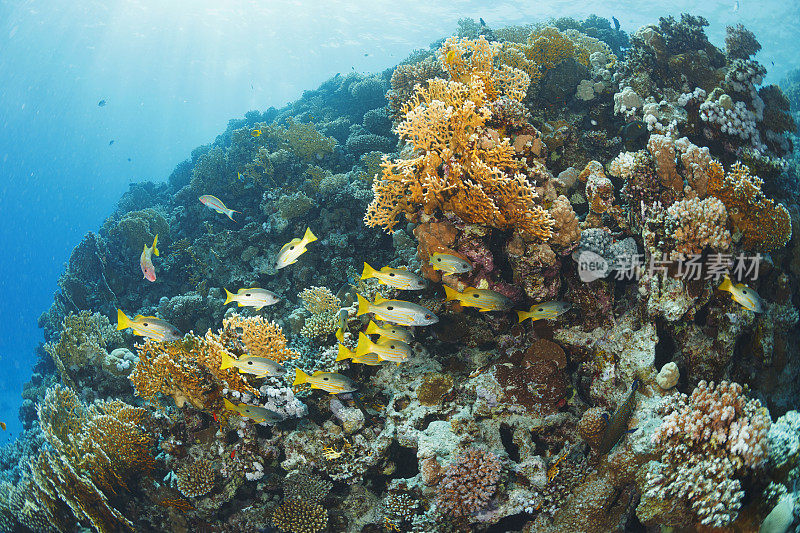 红海Ehrenberg鲷鱼学校水下海洋生物珊瑚礁水下照片水肺潜水员的观点