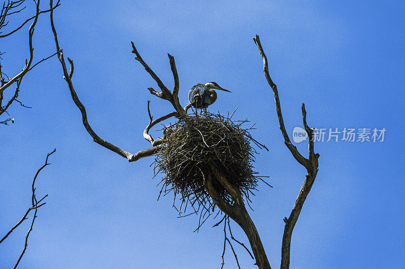 栖息在巢上的大蓝鹭