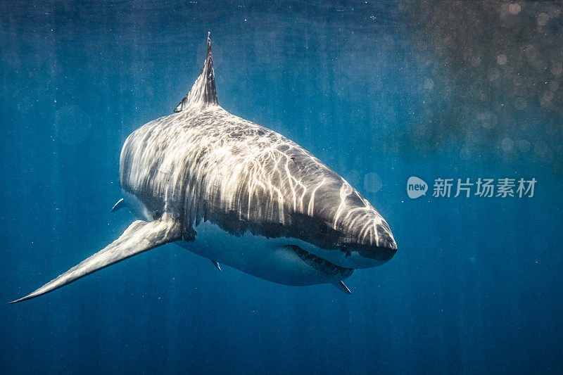 凶险的大白鲨带着血游过