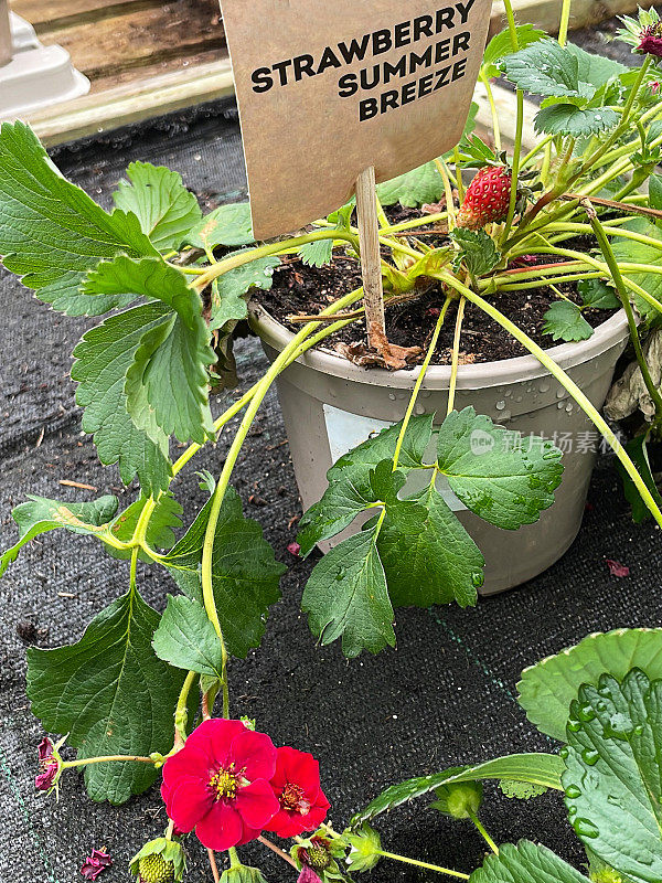 红色开花的草莓植物和绿色的叶子的特写图像，夏日微风品种种植在塑料花盆展示在花园中心，重点在前景