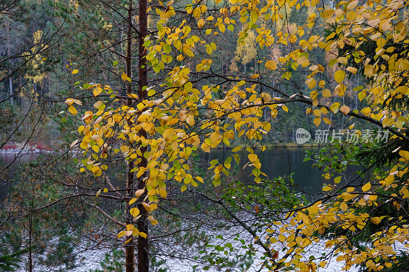 芬兰湖泊自然景观森林荒野秋天
