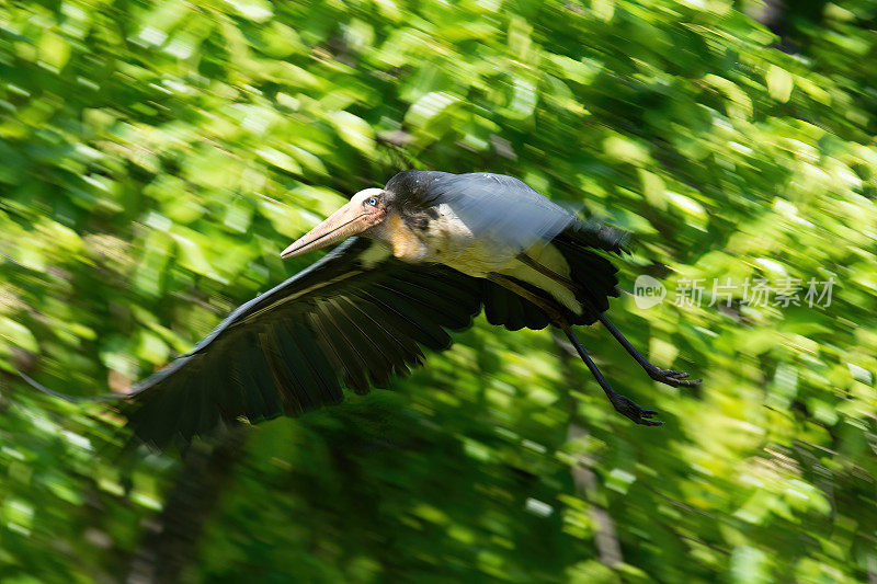 印度班德哈格国家公园，一只正在飞行的小副鹳。