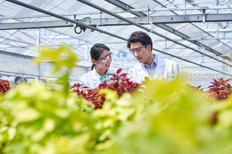 两位亚洲科学家在花卉温室检查植物