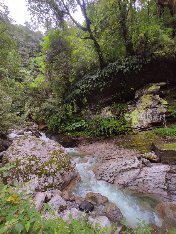 季风期间，喜马拉雅冰川河谷的美丽自然风光穿过喜马拉雅山脉郁郁葱葱的绿色森林