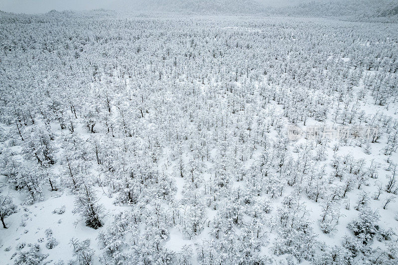 巴塔哥尼亚被雪覆盖的森林