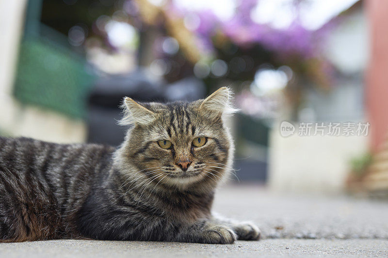 这是一只长着长发和美丽眼睛的流浪虎斑猫的肖像