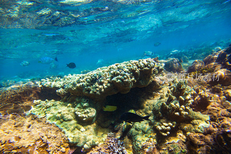 热带海洋中的珊瑚礁，Hikkaduwa。