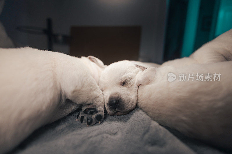新生的白色拉布拉多犬正在睡觉